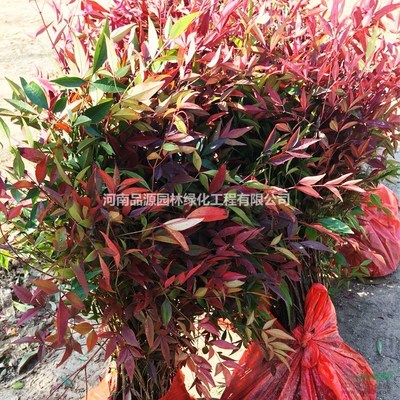 批發(fā)南天竹苗 綠化苗木苗圃 彩葉花木叢生蘭天竺 園林綠化樹苗