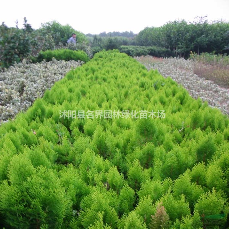 沭陽(yáng)縣名界園林綠化苗木場(chǎng)
