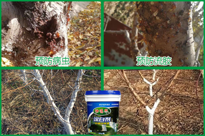 桃樹涂白需要注意什么,桃樹冬季什么時(shí)候涂白