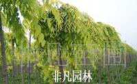 金葉垂榆 綠化苗木 彩葉樹種 喬木 造型樹[供應(yīng)]_綠化苗木_世界工廠網(wǎng)中國(guó)產(chǎn)品信息庫(kù)