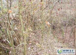 廠家直銷 楓香樹苗 1年生 園林綠化楓香 庭院植物_農(nóng)副產(chǎn)品_世界工廠網(wǎng)中國(guó)產(chǎn)品信息庫(kù)