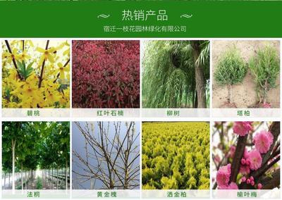 小葉紫薇 紅花紫薇 紫薇小苗量大更優 又稱百日紅