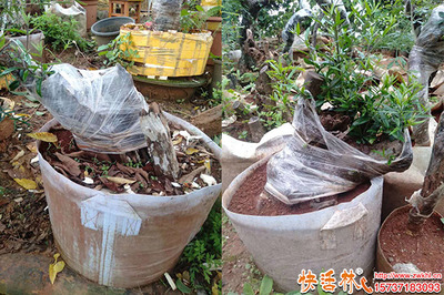 下山樁怎么養護發根快?下山樁快速生根辦法