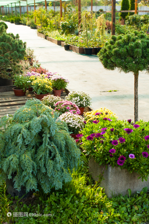 各種常綠植物花卉用于園林綠化戶外花園市場
