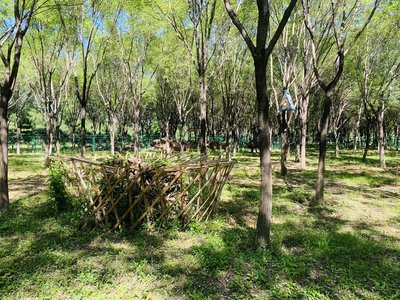 保育小區(qū)中的本杰士堆。通州區(qū)園林綠化局供圖