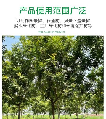 15公分金葉復(fù)葉槭 街道工程復(fù)葉槭樹 園林綠化苗木