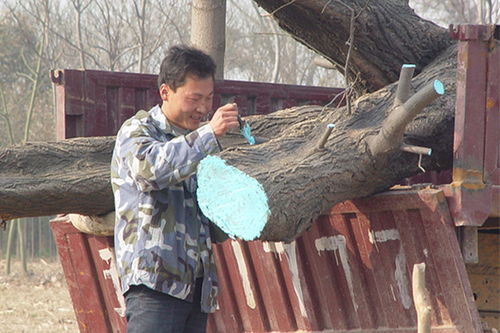 樹(shù)木修剪為什么要涂愈合劑,樹(shù)木傷口愈合劑作用是什么