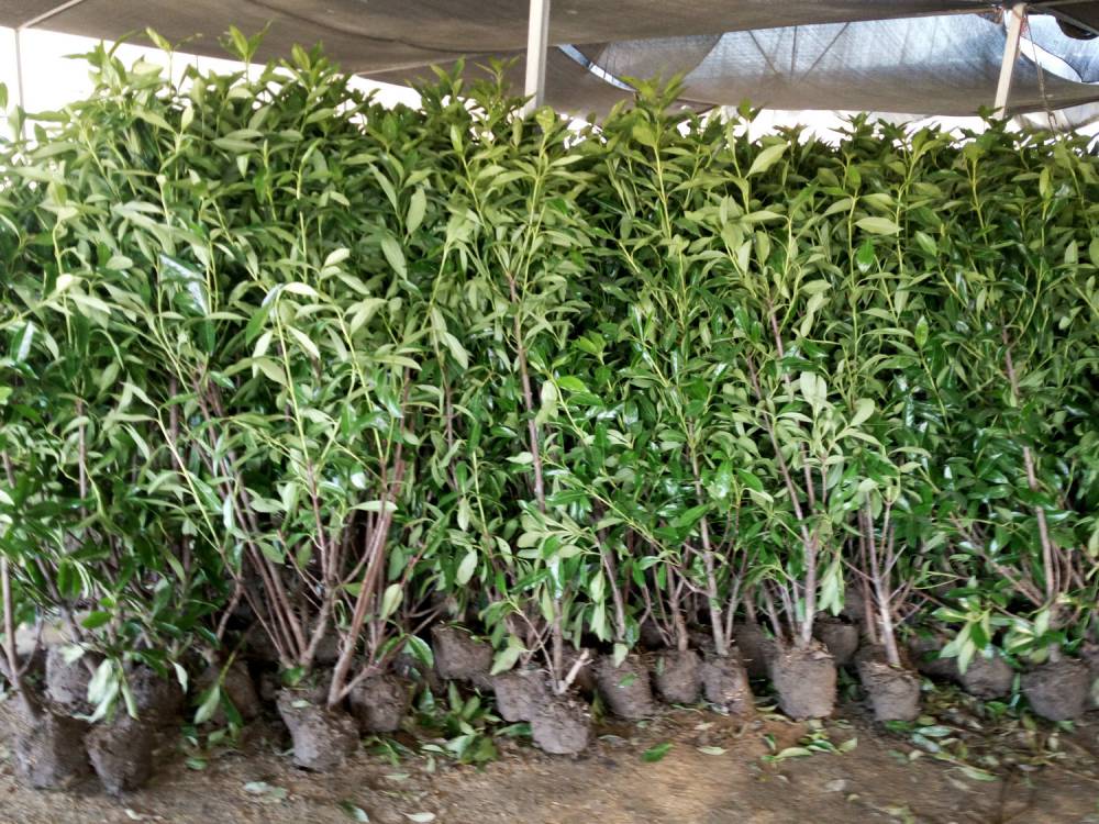 【珊瑚樹價格_珊瑚樹圖片_珊瑚樹產地_珊瑚樹綠化苗木苗圃基地圖片】珊瑚樹價格_珊瑚樹圖片_珊瑚樹產地_珊瑚樹綠化苗木苗圃基地 - 沭陽縣好景園林綠化苗木場