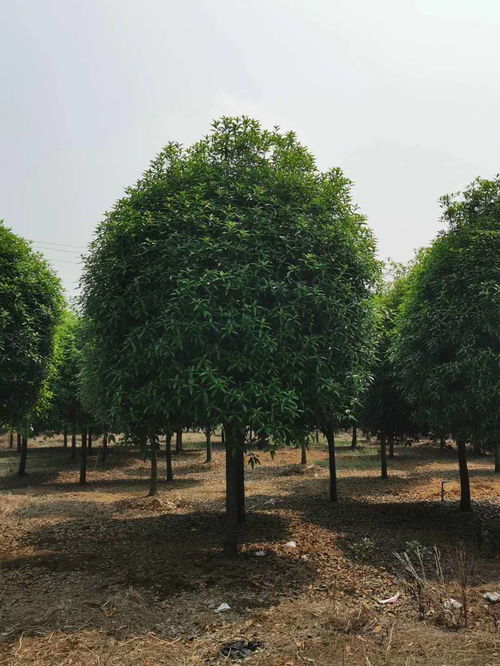 【基地桂花樹產地直銷,桂花樹報價,桂花樹基地】- 