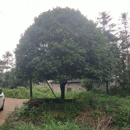 苗多多實地認證 興安縣楓華園林