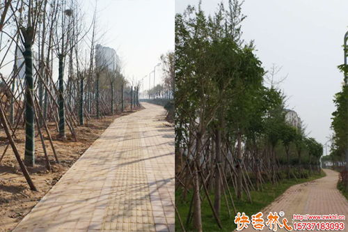 種樹生根劑用什么 大樹移栽用什么生根劑