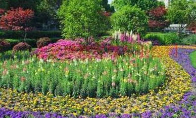 移植技術在園林綠化施工中的應用