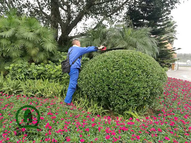 成都小區物業園林景觀綠化養護 喬木灌木綠植綠化維護