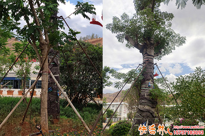 三伏天綠化工程怎么做,遇到三伏移栽怎么辦