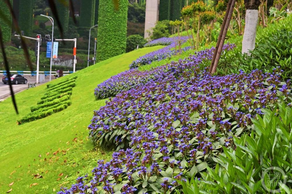 山城又添新“花樣” 重慶城市綠化首次種植喜花草
