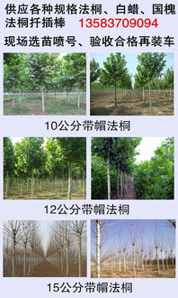 3年冒5公分法桐樹山東菏澤價格價格 廠家 圖片