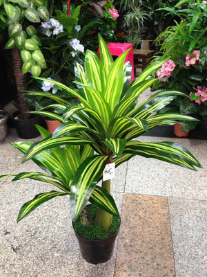 【工廠特價仿真植物假樹巴西鐵葉園林綠化花卉盆栽室內裝飾品批發】價格,廠家,圖片,人造仿真植物,義烏市勇悅仿真植物-