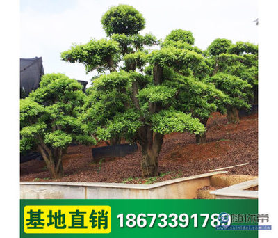 【柏誠基地直銷造型楊梅景觀園林造型喬木盆景藝術造型園林綠化】瀏陽市柏誠苗木種植專業合作社 - 產品庫
