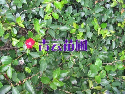 茶梅-茶梅產品圖片-湖南瀏陽青云園林綠化苗圃供應商-湖南花木網