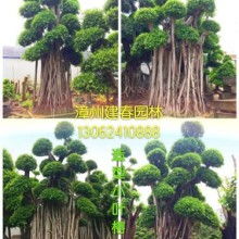 福建漳州建春小葉榕園林綠化場