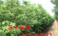 供應各類園林綠化苗木、盆景南天竹、佛肚竹、發財樹、_農副產品_世界工廠網中國產品信息庫