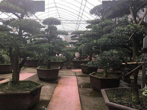 報復(fù)性反彈 苗木量價齊升