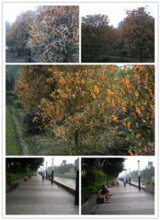 供應(yīng)花木供應(yīng),承接大型園林綠化工程,成都御龍騰園林工程有限責(zé)任公_交通運輸_世界工廠網(wǎng)中國產(chǎn)品信息庫