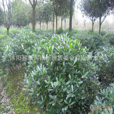 【基地直銷優(yōu)質(zhì)園林綠化灌木海桐海桐球海桐小苗價格優(yōu)惠】沭陽縣新河鎮(zhèn)新槐居委會綠霸苗木場 - 產(chǎn)品庫