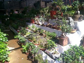 有苗圃 開業(yè)花籃 鮮花綠植租擺 盆栽景觀 園林養(yǎng)護 園林綠化