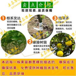 新聞 上饒華麗無花果價格
