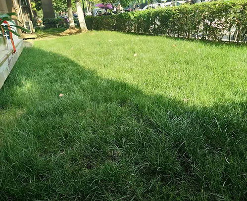 市政園林綠化 肥東縣園林綠化 合肥軒晨