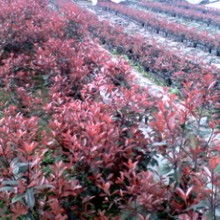 低價紅葉石楠價格 低價紅葉石楠公司 圖片 視頻