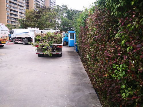 貴港市城市管理監(jiān)督局園林綠化中心開展節(jié)前大掃除衛(wèi)生整治活動