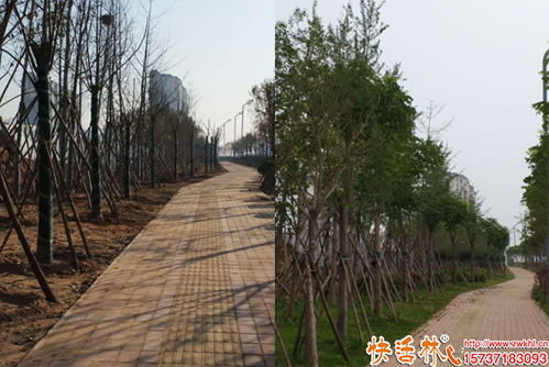 樹木養(yǎng)護(hù)怎么判斷根系出了問題,樹木移栽用什么生根劑