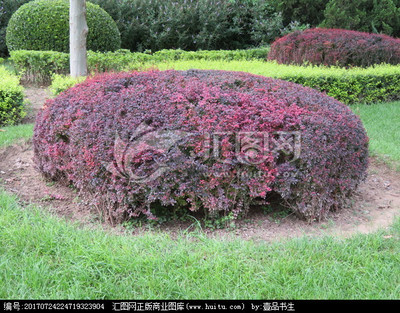 綠化植物 園林植物